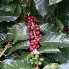Load image into Gallery viewer, Las Brumas, WFC, Natural Pacamara