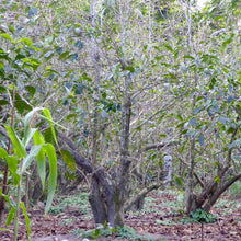 Load image into Gallery viewer, Los Andes, Washed SL28, El Salvador
