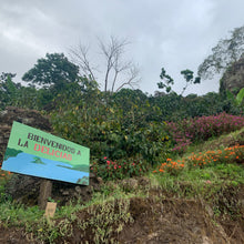 Load image into Gallery viewer, Las Delicias, Natural Java, Nicaragua