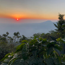 Load image into Gallery viewer, Las Brumas, WFC, Natural Pacamara
