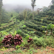 Load image into Gallery viewer, Las Delicias, Natural Java, Nicaragua
